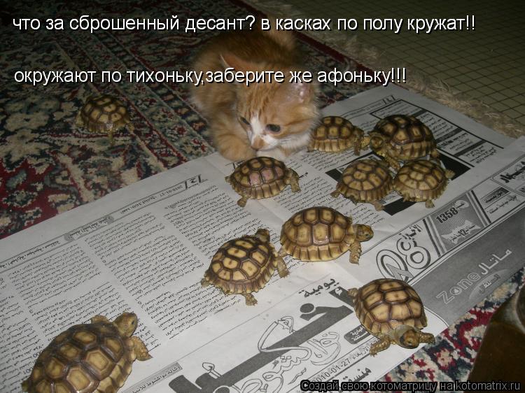 что за сброшенный десант? в касках по полу кружат!! что за сброшенный десант? в касках по полу кружат... Котоматрица: что за сброшенный десант? в касках по полу кружат!! что за сброшенный десант? в касках по полу кружат!! окружают по тихоньку,заберите же афонь