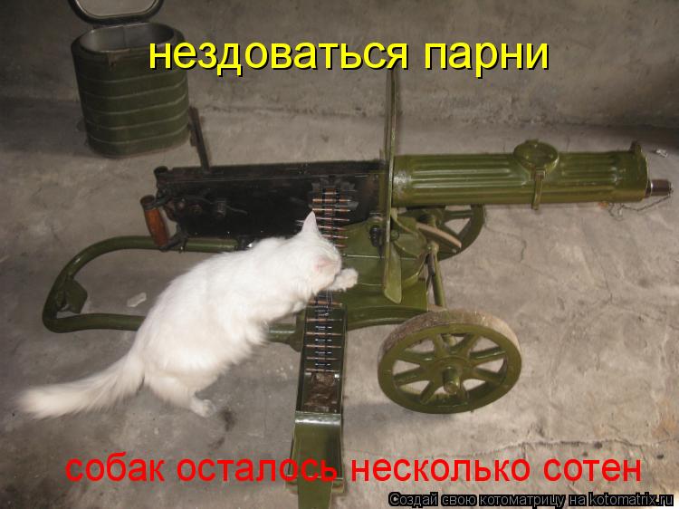 нездоваться парни собак осталоcь несколько сотен... Котоматрица: нездоваться парни собак осталоcь несколько сотен