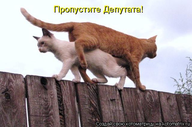 Пропустите Депутата!... Котоматрица: Пропустите Депутата!