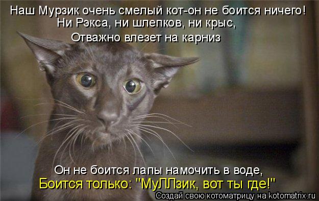 Котоматрица - Наш Мурзик очень смелый кот-он не боится ничего! Ни Рэкса, ни шлепков,