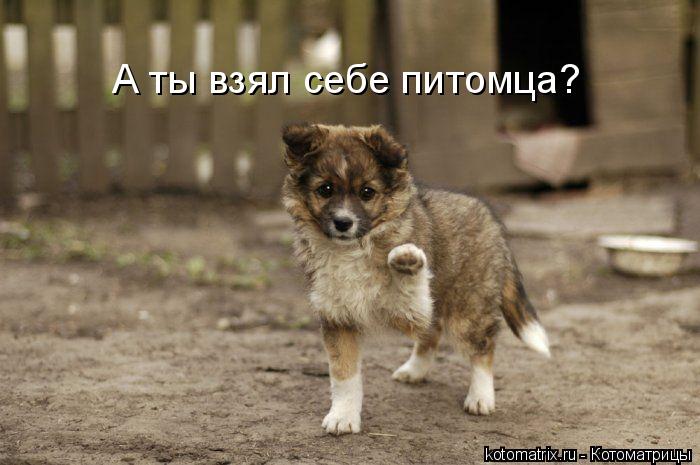 А ты взял себе питомца?... Котоматрица: А ты взял себе питомца?