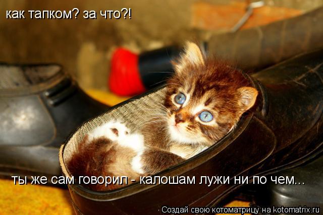 как тапком? за что?! ты же сам говорил - калошам лужи ни по чем...... Котоматрица: как тапком? за что?! ты же сам говорил - калошам лужи ни по чем...