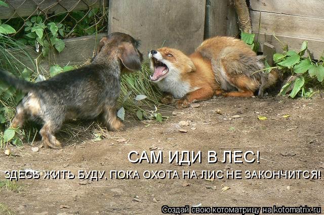 САМ ИДИ В ЛЕС! ЗДЕСЬ ЖИТЬ БУДУ, ПОКА ОХОТА НА ЛИС НЕ ЗАКОНЧИТСЯ!... Котоматрица: САМ ИДИ В ЛЕС! ЗДЕСЬ ЖИТЬ БУДУ, ПОКА ОХОТА НА ЛИС НЕ ЗАКОНЧИТСЯ!