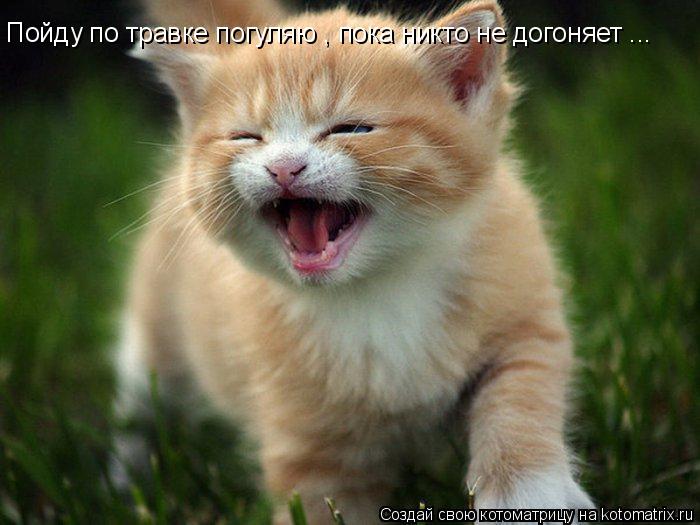 Котоматрица: Пойду по травке погуляю , пока никто не догоняет ...