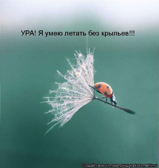 Котоматрица: УРА! Я умею летать без крыльев!!!