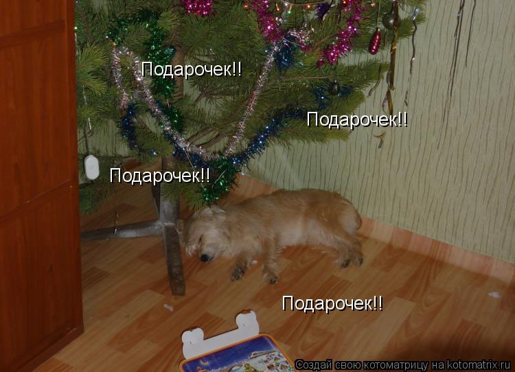 Котоматрица: Подарочек!! Подарочек!! Подарочек!! Подарочек!!