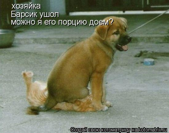 хозяйка Барсик ушол можно я его порцию доем?... Котоматрица: хозяйка Барсик ушол можно я его порцию доем?