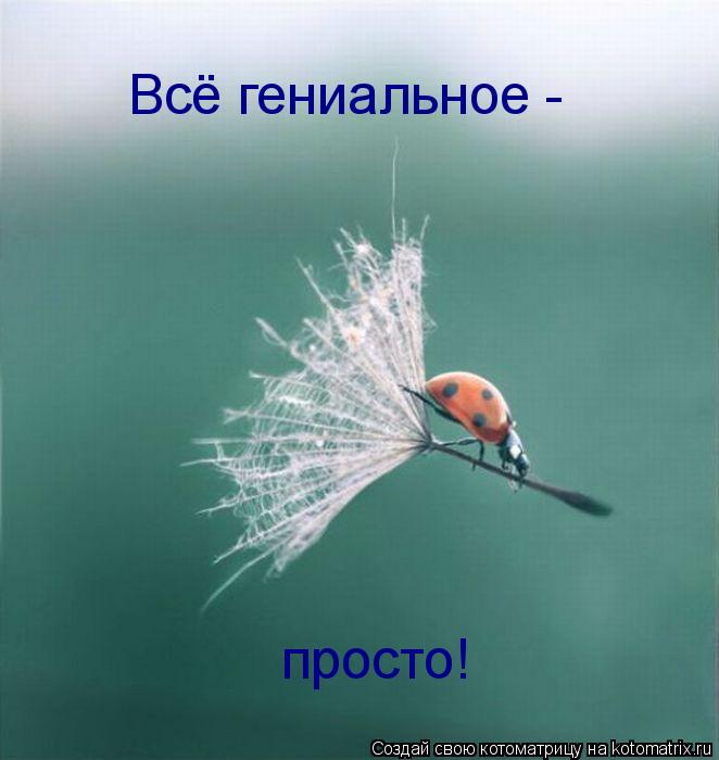 Котоматрица: Всё гениальное - просто!
