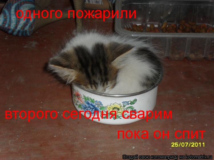 Котоматрица: одного пожарили второго сегодня сварим пока он спит
