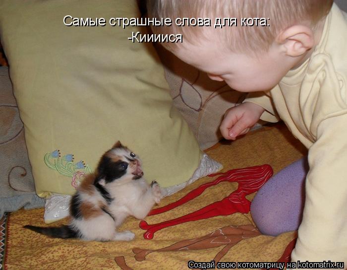 Самые страшные слова для кота: -Киииися... Котоматрица: Самые страшные слова для кота: -Киииися