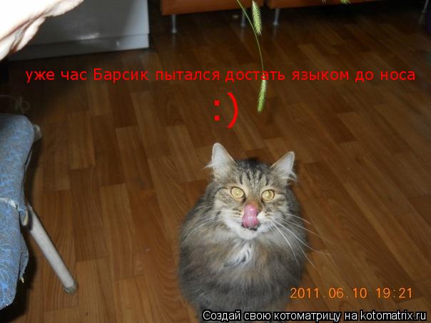 уже час Барсик пытался достать языком до носа уже час Барсик пытался достать языком до носа :)... Котоматрица: уже час Барсик пытался достать языком до носа уже час Барсик пытался достать языком до носа :)