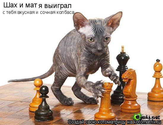 Котоматрица: Шах и мат  я выиграл с тебя вкусная и сочная колбаса