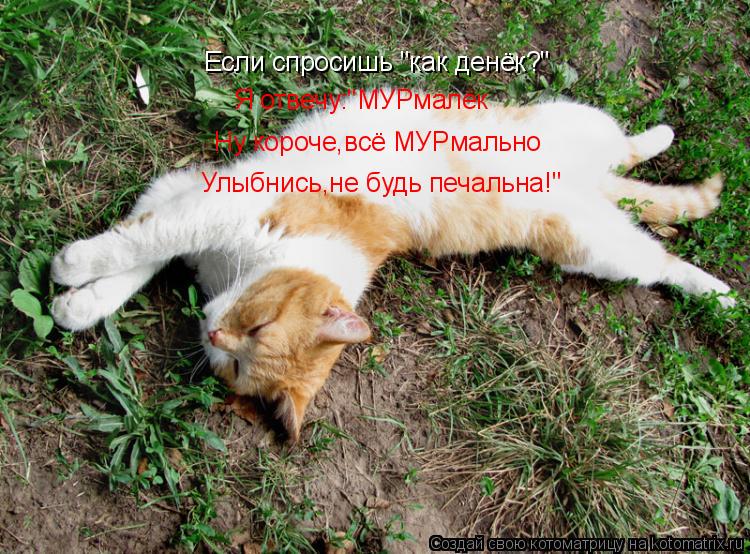 Если спросишь "как денёк?" Я отвечу:"МУРмалёк Ну короче,всё МУРмально Улыбнись,не будь печальна!"... Котоматрица: Если спросишь "как денёк?" Я отвечу:"МУРмалёк Ну короче,всё МУРмально Улыбнись,не будь печальна!"