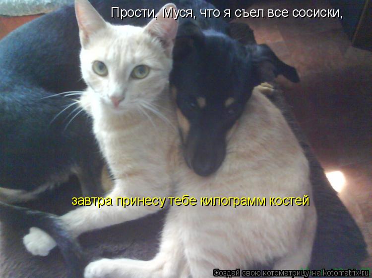 Котоматрица: Прости, Муся, что я съел все сосиски,  завтра принесу тебе килограмм костей
