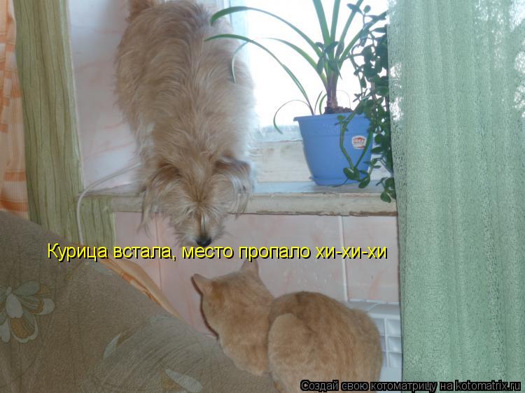 Котоматрица: Курица встала, место пропало хи-хи-хи