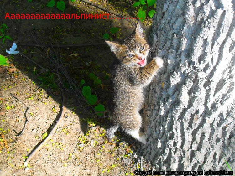 Ааааааааааааальпинист.............. Котоматрица: Ааааааааааааальпинист...........