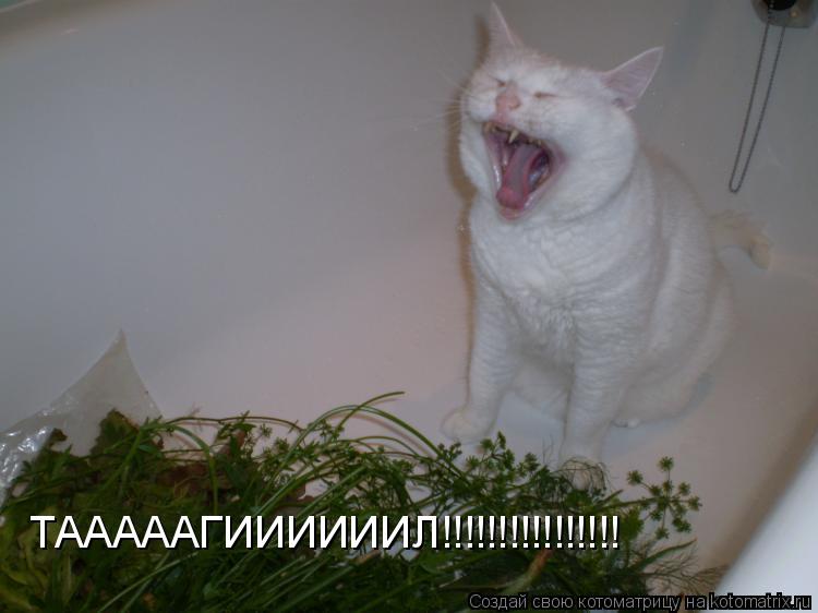 ТАААААГИИИИИИЛ!!!!!!!!!!!!!!!!... Котоматрица: ТАААААГИИИИИИЛ!!!!!!!!!!!!!!!!