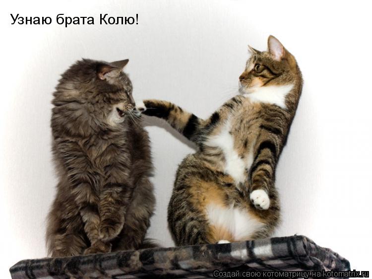 Узнаю брата Колю!... Котоматрица: Узнаю брата Колю!