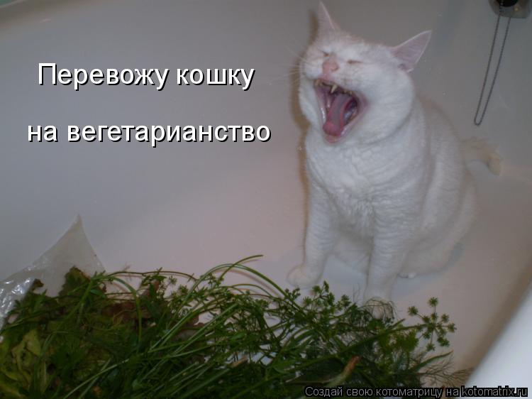 Котоматрица: Перевожу кошку на вегетарианство