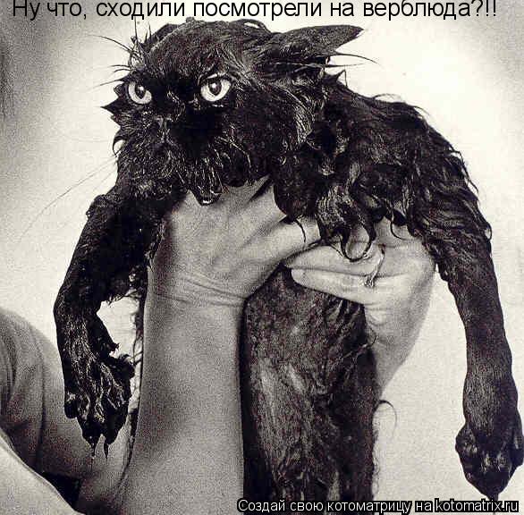 Котоматрица: Ну что, сходили посмотрели на верблюда?!!