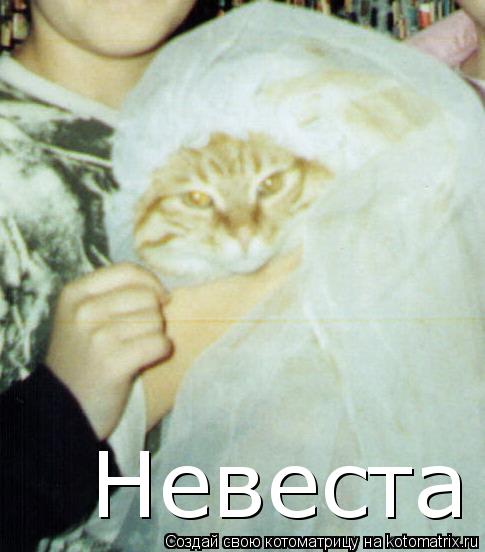 Котоматрица: Невеста