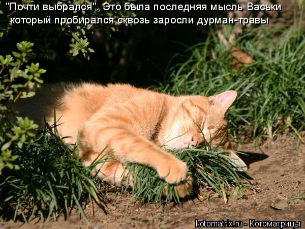 "Почти выбрался". Это была последняя мысль Васьки который пробирался сквозь заросли дурман-травы... Котоматрица: "Почти выбрался". Это была последняя мысль Васьки который пробирался сквозь заросли дурман-травы