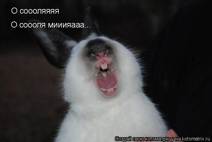 Котоматрица: О соооляяяя О соооля мииияааа...