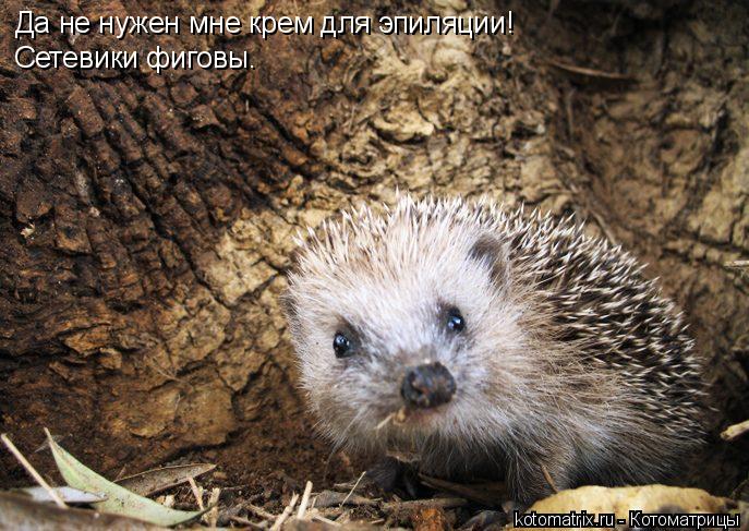 Да не нужен мне крем для эпиляции! Сетевики фиговы.... Котоматрица: Да не нужен мне крем для эпиляции! Сетевики фиговы.