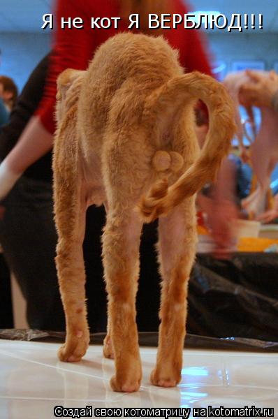 Котоматрица: Я не кот Я ВЕРБЛЮД!!!
