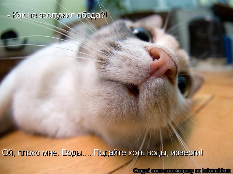 - Как не заслужил обеда?! Ой, плохо мне. Воды.... Подайте хоть воды, изверги!... Котоматрица: - Как не заслужил обеда?! Ой, плохо мне. Воды.... Подайте хоть воды, изверги!