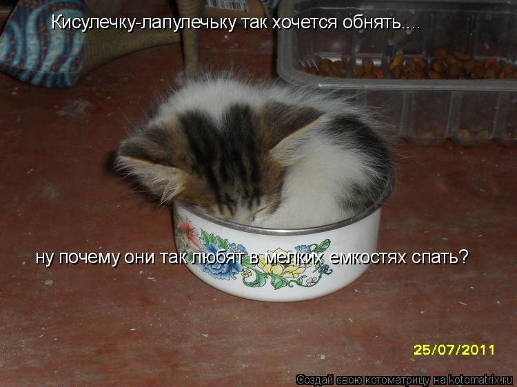 Кисулечку-лапулечьку так хочется обнять.... ну почему они так любят в мелких емкостях спать?... Котоматрица: Кисулечку-лапулечьку так хочется обнять.... ну почему они так любят в мелких емкостях спать?