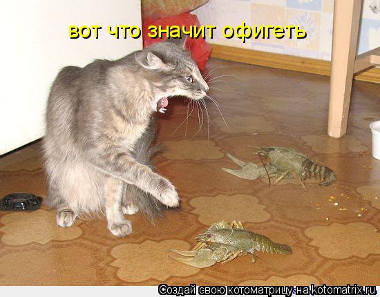 вот что значит офигеть... Котоматрица: вот что значит офигеть