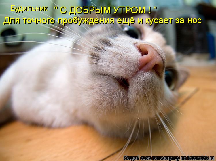 Будильник " С ДОБРЫМ УТРОМ ! " Для точного пробуждения ещё и кусает за нос... Котоматрица: Будильник " С ДОБРЫМ УТРОМ ! " Для точного пробуждения ещё и кусает за нос