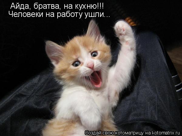 Айда, братва, на кухню!!! Человеки на работу ушли...... Котоматрица: Айда, братва, на кухню!!! Человеки на работу ушли...