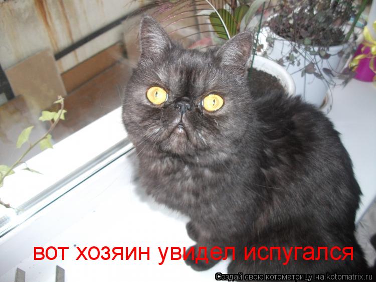 вот хозяин увидел испугался... Котоматрица: вот хозяин увидел испугался