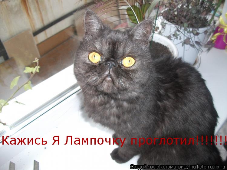 Кажись Я Лампочку проглотил!!!!!!!... Котоматрица: Кажись Я Лампочку проглотил!!!!!!!