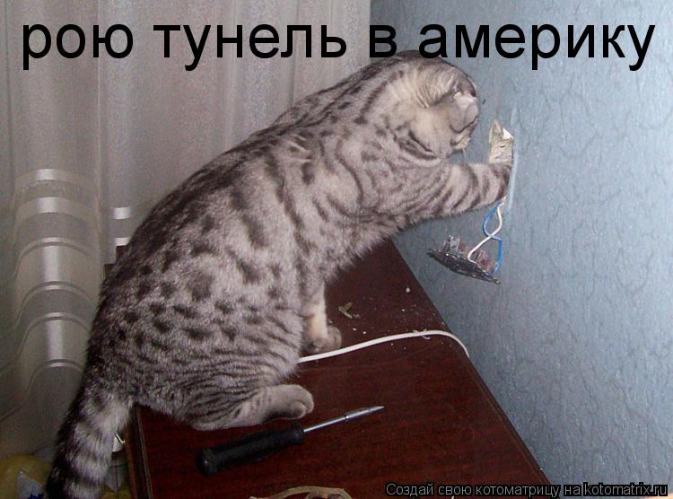 рою тунель в америку... Котоматрица: рою тунель в америку