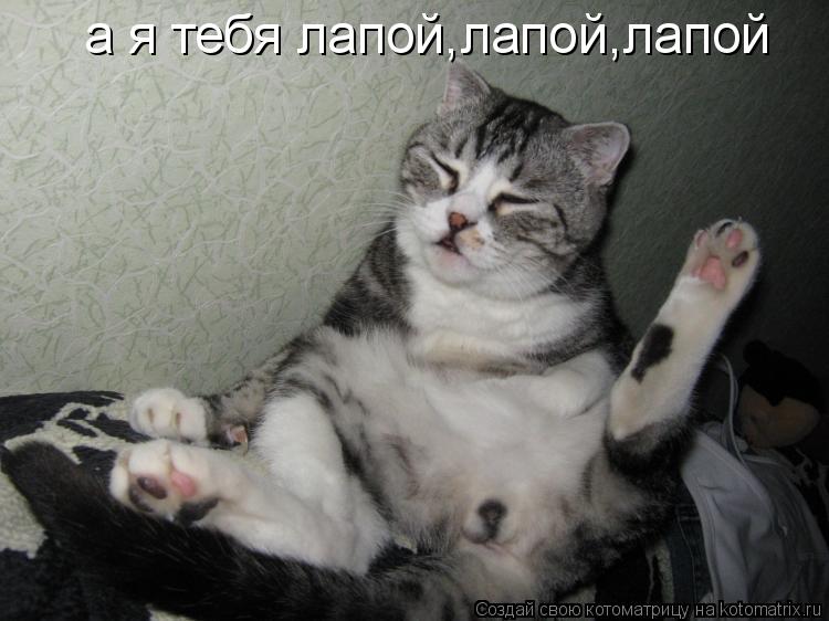 а я тебя лапой,лапой,лапой... Котоматрица: а я тебя лапой,лапой,лапой