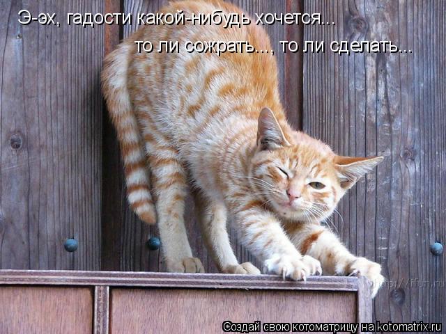 Э-эх, гадости какой-нибудь хочется... то ли сожрать..., то ли сделать...... Котоматрица: Э-эх, гадости какой-нибудь хочется... то ли сожрать..., то ли сделать...