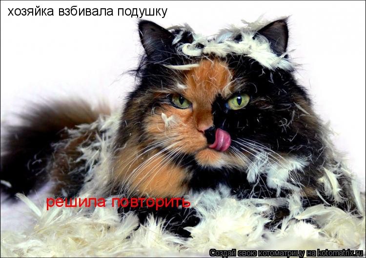 хозяйка взбивала подушку решила повторить... Котоматрица: хозяйка взбивала подушку решила повторить