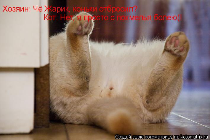 Хозяин: Чё Жарик, коньки отбросил? Кот: Нет, я просто с похмелья болею(!... Котоматрица: Хозяин: Чё Жарик, коньки отбросил? Кот: Нет, я просто с похмелья болею(!