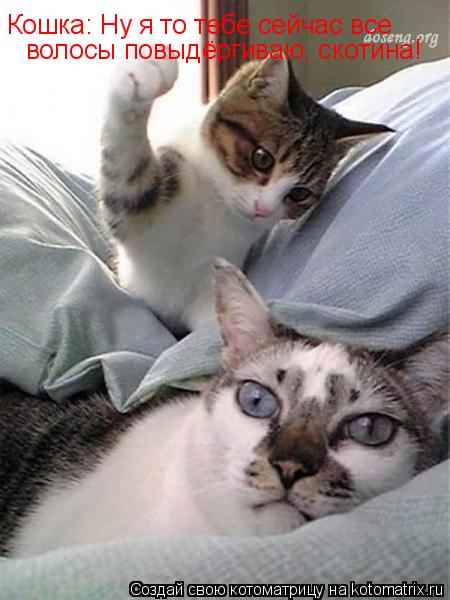Кошка: Ну я то тебе сейчас все волосы повыдёргиваю, скотина!... Котоматрица: Кошка: Ну я то тебе сейчас все волосы повыдёргиваю, скотина!