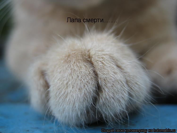 Лапа смерти........... Котоматрица: Лапа смерти........