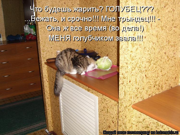 Что будешь жарить? ГОЛУБЕЦ??? ...Бежать, и срочно!!! Мне трындец!!! - Она ж все время (во дела!) МЕНЯ... Котоматрица: Что будешь жарить? ГОЛУБЕЦ??? ...Бежать, и срочно!!! Мне трындец!!! - Она ж все время (во дела!) МЕНЯ голубчиком звала!!!