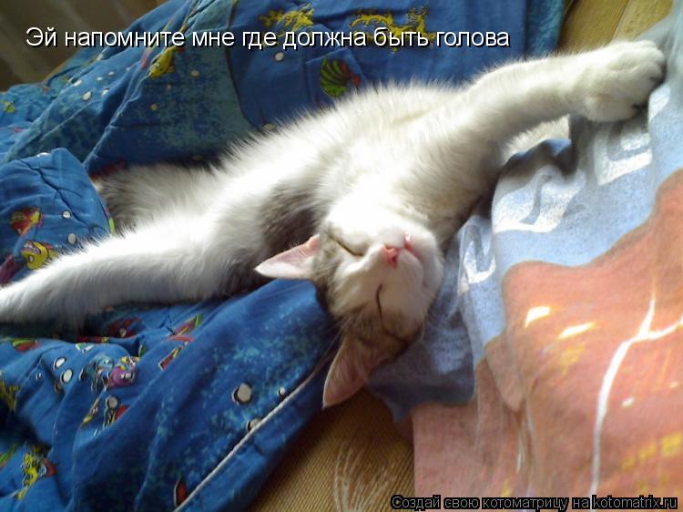 Эй напомните мне где должна быть голова Эй напомните мне где должна быть голова... Котоматрица: Эй напомните мне где должна быть голова Эй напомните мне где должна быть голова