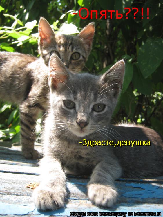 -Здрасте,девушка -Опять??!!... Котоматрица: -Здрасте,девушка -Опять??!!