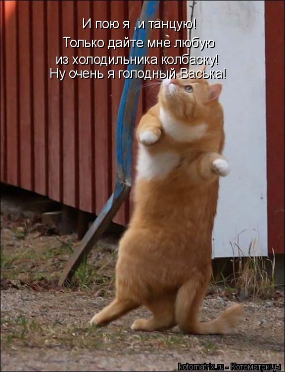 И пою я ,и танцую! Только дайте мне любую из холодильника колбаску! Ну очень я голодный Васька!... Котоматрица: И пою я ,и танцую! Только дайте мне любую из холодильника колбаску! Ну очень я голодный Васька!