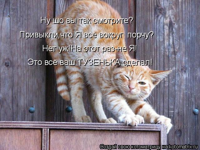 Ну шо вы так смотрите? Привыкли,что Я всё вокруг порчу? Нет уж!На этот раз-не Я! Это всё ваш ТУЗЕНЬК... Котоматрица: Ну шо вы так смотрите? Привыкли,что Я всё вокруг порчу? Нет уж!На этот раз-не Я! Это всё ваш ТУЗЕНЬКА сделал!