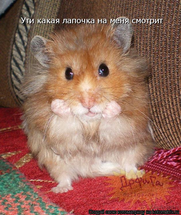 Ути какая лапочка на меня смотрит... Котоматрица: Ути какая лапочка на меня смотрит
