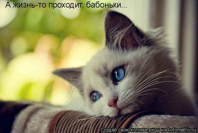 А жизнь-то проходит, бабоньки...... Котоматрица: А жизнь-то проходит, бабоньки...
